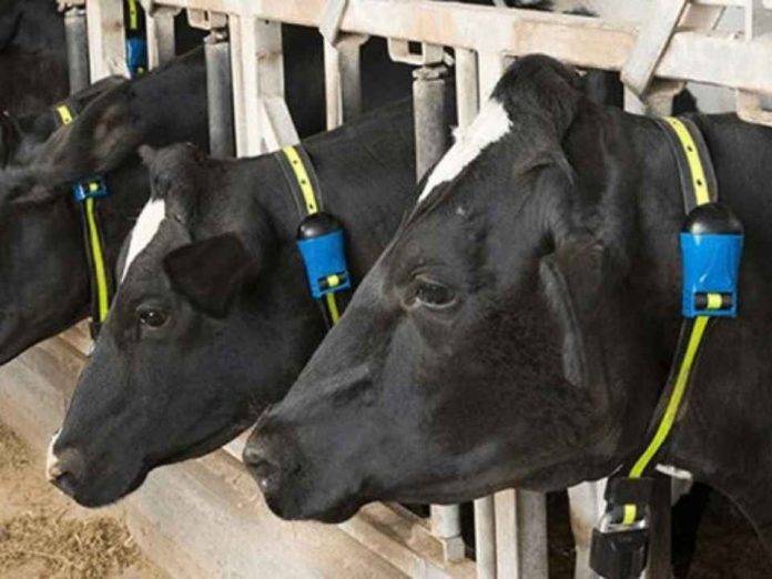 Expertos veterinarios abordan la importancia del cuidado temprano de los bovinos para una producción más eficiente Reportaje | Expertos veterinarios abordan la importancia del cuidado temprano de los bovinos para una producción más eficiente