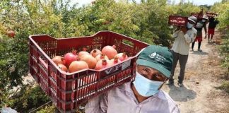 Exportaciones peruanas de granada fresca alcanzan récord
