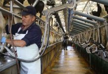 Flexibilidad laboral: una necesidad impostergable para la agricultura y la lechería Flexibilidad laboral: una necesidad impostergable para la agricultura y la lechería