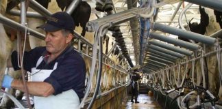 Flexibilidad laboral: una necesidad impostergable para la agricultura y la lechería Flexibilidad laboral: una necesidad impostergable para la agricultura y la lechería