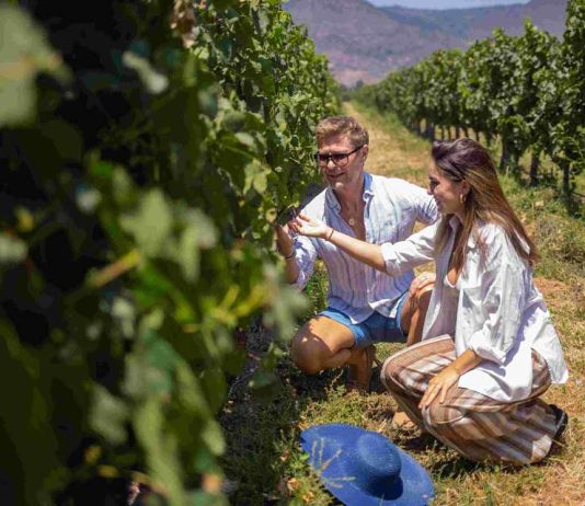 Reportaje | Panoramas de primavera en Colchagua: vino, gastronomía y nuevas experiencias para descubrir el valle Hay una postal de Colchagua que suele asociarse a marzo: racimos maduros, vendimias, celebraciones y turistas recorriendo las viñas