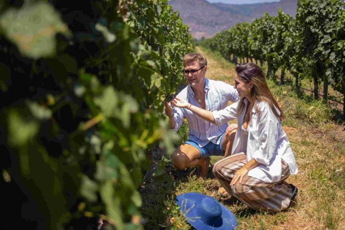 Hay una postal de Colchagua que suele asociarse a marzo: racimos maduros, vendimias, celebraciones y turistas recorriendo las viñas Hay una postal de Colchagua que suele asociarse a marzo: racimos maduros, vendimias, celebraciones y turistas recorriendo las viñas