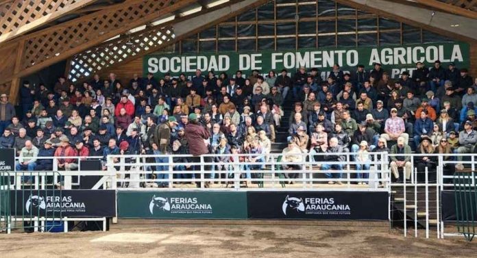Hito para la ganadería nacional Con éxito culminó la Primera Expo Nacional Angus en La Araucanía (1) Hito para la ganadería nacional: Con éxito culminó la Primera Expo Nacional Angus en La Araucanía