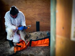 Huemul muere por ataque de perros en la región de Aysén Huemul muere por ataque de perros en la región de Aysén