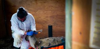 Huemul muere por ataque de perros en la región de Aysén Huemul muere por ataque de perros en la región de Aysén