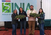 INIA entrega 17 mil plantas de frutilla de alta calidad sanitaria a 170 productores del Maule INIA entrega 17 mil plantas de frutilla de alta calidad sanitaria a 170 productores del Maule