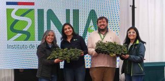 INIA entrega 17 mil plantas de frutilla de alta calidad sanitaria a 170 productores del Maule INIA entrega 17 mil plantas de frutilla de alta calidad sanitaria a 170 productores del Maule
