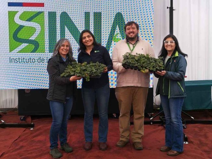INIA entrega 17 mil plantas de frutilla de alta calidad sanitaria a 170 productores del Maule (1) INIA entrega 17 mil plantas de frutilla de alta calidad sanitaria a 170 productores del Maule
