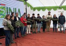 INIA entrega 17 mil plantas de frutilla de alta calidad sanitaria a 170 productores del Maule INIA entrega 17 mil plantas de frutilla de alta calidad sanitaria a 170 productores del Maule
