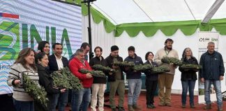 Noticia: INIA entrega 17 mil plantas de frutilla de alta calidad sanitaria...