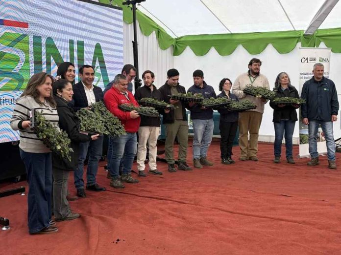 INIA entrega 17 mil plantas de frutilla de alta calidad sanitaria a 170 productores del Maule INIA entrega 17 mil plantas de frutilla de alta calidad sanitaria a 170 productores del Maule