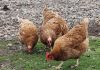 Influenza Aviar: SAG Los Lagos refuerza llamado a fortalecer la bioseguridad en la crianza de aves por nuevos casos en la región Influenza Aviar SAG Los Lagos refuerza llamado a fortalecer la bioseguridad en la crianza de aves por nuevos casos en la región