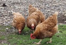 Influenza Aviar: SAG Los Lagos refuerza llamado a fortalecer la bioseguridad en la crianza de aves por nuevos casos en la región Influenza Aviar SAG Los Lagos refuerza llamado a fortalecer la bioseguridad en la crianza de aves por nuevos casos en la región
