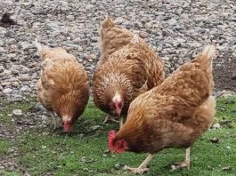 Influenza Aviar SAG Los Lagos refuerza llamado a fortalecer la bioseguridad en la crianza de aves por nuevos casos en la región