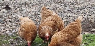 Influenza Aviar SAG Los Lagos refuerza llamado a fortalecer la bioseguridad en la crianza de aves por nuevos casos en la región