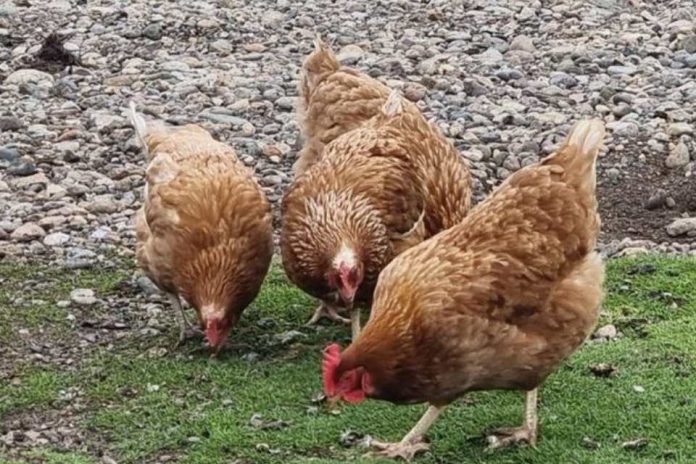 Influenza Aviar SAG Los Lagos refuerza llamado a fortalecer la bioseguridad en la crianza de aves por nuevos casos en la región Influenza Aviar SAG Los Lagos refuerza llamado a fortalecer la bioseguridad en la crianza de aves por nuevos casos en la región