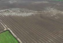 Intensas lluvias de julio-agosto podrían reducir hasta en un 30 % la producción de avellano europeo en Chile Intensas lluvias de julio-agosto podrían reducir hasta en un 30 % la producción de avellano europeo en Chile