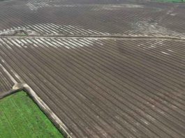 Intensas lluvias de julio-agosto podrían reducir hasta en un 30 % la producción de avellano europeo en Chile Intensas lluvias de julio-agosto podrían reducir hasta en un 30 % la producción de avellano europeo en Chile