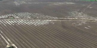 Intensas lluvias de julio-agosto podrían reducir hasta en un 30 % la producción de avellano europeo en Chile Intensas lluvias de julio-agosto podrían reducir hasta en un 30 % la producción de avellano europeo en Chile