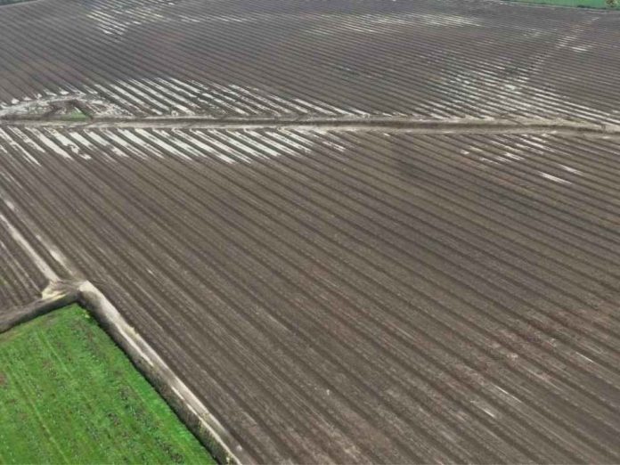 Intensas lluvias de julio-agosto podrían reducir hasta en un 30 % la producción de avellano europeo en Chile Intensas lluvias de julio-agosto podrían reducir hasta en un 30 % la producción de avellano europeo en Chile