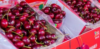 Temporada de cerezas 2026/27: Interborders analiza los desafíos de la cadena de frío rumbo a Asia