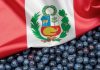 Internacional | Arándanos peruanos: Asia exige una estrategia cada vez más segmentada Internacional | Arándanos peruanos: Asia exige una estrategia cada vez más segmentada