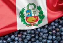 Internacional | Arándanos peruanos: Asia exige una estrategia cada vez más segmentada Internacional | Arándanos peruanos: Asia exige una estrategia cada vez más segmentada