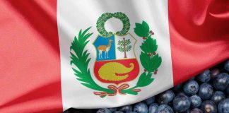 Internacional | Arándanos peruanos: Asia exige una estrategia cada vez más segmentada Internacional | Arándanos peruanos: Asia exige una estrategia cada vez más segmentada