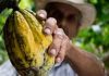 Internacional | El precio del cacao cae un 4 % mientras Mondelez International calma los temores del mercado sobre la oferta Internacional | El precio del cacao cae un 4 % mientras Mondelez International calma los temores del mercado sobre la oferta