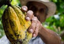Internacional | El precio del cacao cae un 4 % mientras Mondelez International calma los temores del mercado sobre la oferta Internacional | El precio del cacao cae un 4 % mientras Mondelez International calma los temores del mercado sobre la oferta