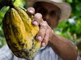 Internacional | El precio del cacao cae un 4 % mientras Mondelez International calma los temores del mercado sobre la oferta Internacional | El precio del cacao cae un 4 % mientras Mondelez International calma los temores del mercado sobre la oferta