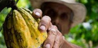 Internacional | El precio del cacao cae un 4 % mientras Mondelez International calma los temores del mercado sobre la oferta Internacional | El precio del cacao cae un 4 % mientras Mondelez International calma los temores del mercado sobre la oferta