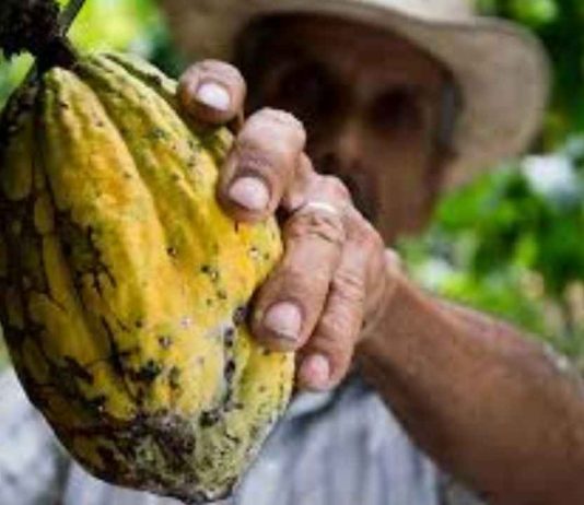 Internacional | El precio del cacao cae un 4 % mientras Mondelez International calma los temores del mercado sobre la oferta