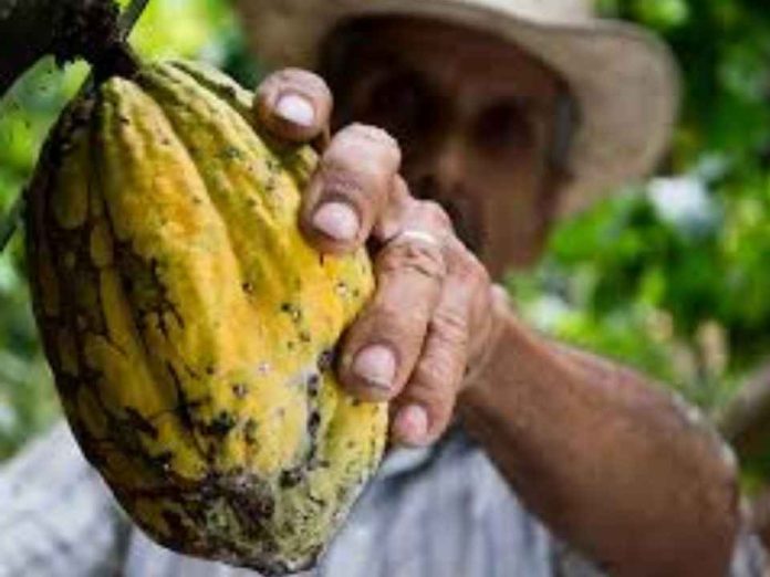 Internacional El precio del cacao cae un 4 % mientras Mondelez International calma los temores del mercado sobre la oferta Internacional | El precio del cacao cae un 4 % mientras Mondelez International calma los temores del mercado sobre la oferta