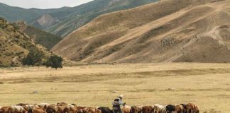 Internacional | Un nuevo informe advierte que la sanidad animal recibe tan solo el 0,6% del gasto mundial en salud, a pesar de las crecientes crisis de enfermedades. Internacional | Un nuevo informe advierte que la sanidad animal recibe tan solo el 0,6% del gasto mundial en salud, a pesar de las crecientes crisis de enfermedades.