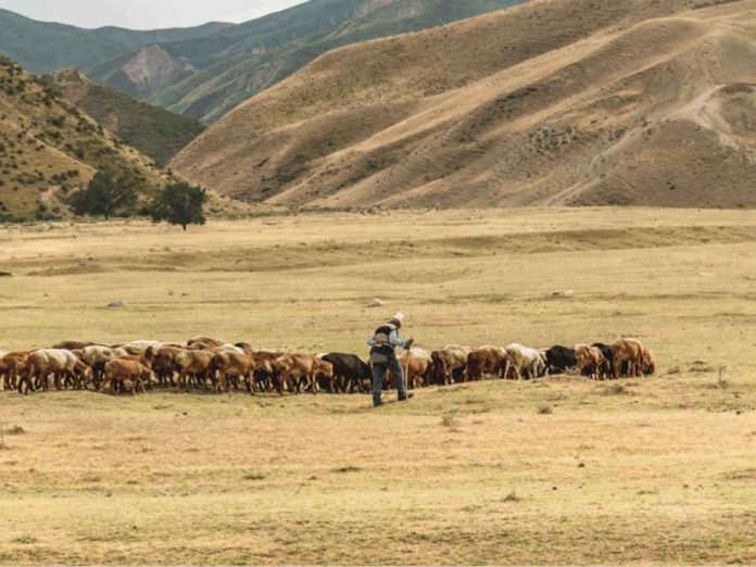 Internacional Un nuevo informe advierte que la sanidad animal recibe tan solo el 0,6% del gasto mundial en salud, a pesar de las crecientes crisis de enfermedades. Internacional | Un nuevo informe advierte que la sanidad animal recibe tan solo el 0,6% del gasto mundial en salud, a pesar de las crecientes crisis de enfermedades.