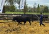 Invitan a productores ganaderos a participar del «Día del Toro» 2026 Invitan a productores ganaderos a participar del "Día del Toro" 2026