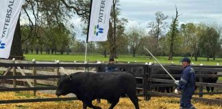 Invitan a productores ganaderos a participar del "Día del Toro" 2026