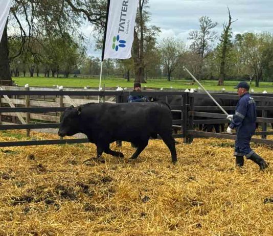 Invitan a productores ganaderos a participar del "Día del Toro" 2026