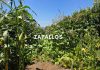 Reportaje | La Milpa y los policultivos: La sabiduría ancestral que potencia los cultivos en un contexto de cambio climático La Milpa y los policultivos