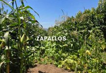 Reportaje | La Milpa y los policultivos: La sabiduría ancestral que potencia los cultivos en un contexto de cambio climático La Milpa y los policultivos
