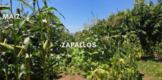 Noticia: Reportaje | La Milpa y los policultivos: La sabiduría ancestral que...