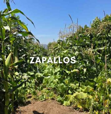 Reportaje | La Milpa y los policultivos: La sabiduría ancestral que potencia los cultivos en un contexto de cambio climático La Milpa y los policultivos
