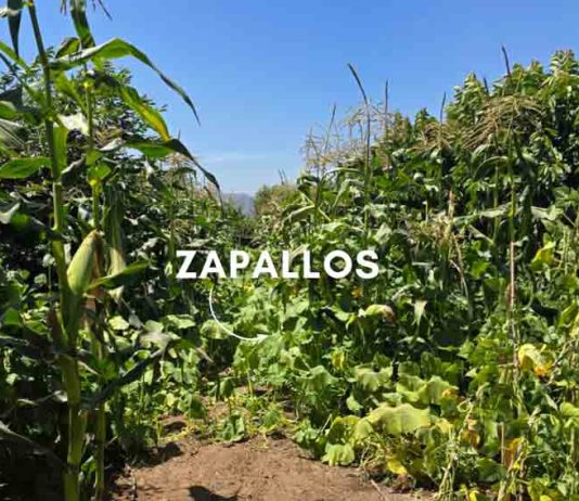 Reportaje | La Milpa y los policultivos: La sabiduría ancestral que potencia los cultivos en un contexto de cambio climático La Milpa y los policultivos