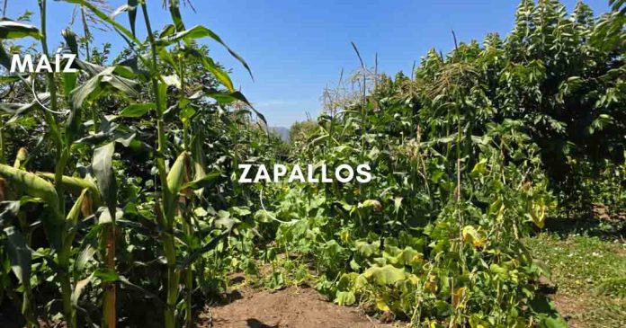 La Milpa y los policultivos La Milpa y los policultivos