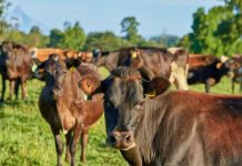 La UE suspenderá las importaciones de carne brasileña a partir del 3 de septiembre. La UE suspenderá las importaciones de carne brasileña a partir del 3 de septiembre