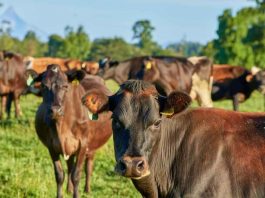 La UE suspenderá las importaciones de carne brasileña a partir del 3 de septiembre