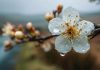 Lluvias primaverales podrían dañar la floración de frutales afectando su producción Lluvias primaverales podrían dañar la floración de frutales afectando su producción