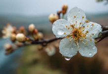 Lluvias primaverales podrían dañar la floración de frutales afectando su producción Lluvias primaverales podrían dañar la floración de frutales afectando su producción