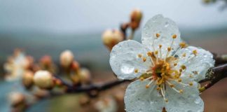Lluvias primaverales podrían dañar la floración de frutales afectando su producción Lluvias primaverales podrían dañar la floración de frutales afectando su producción